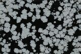 Polished Snowflake Obsidian Section - Utah #117785-1